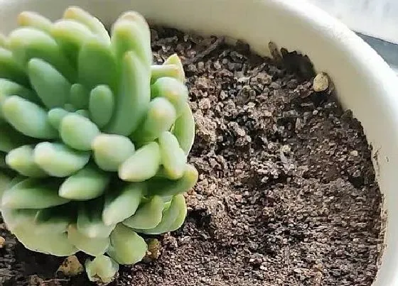 种植土壤|买来的营养土可以直接种花吗