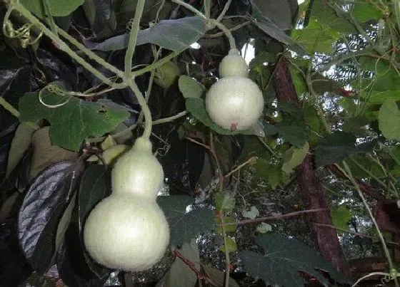 开花时间|葫芦多久开花结果 什么季节开花结果