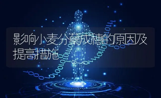 影响小麦分蘖成穗的原因及提高措施 | 粮油作物种植