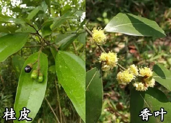 植物种类|桂皮和香叶是一种树吗