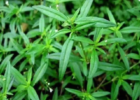 植物百科|白花蛇舌草又叫什么名字