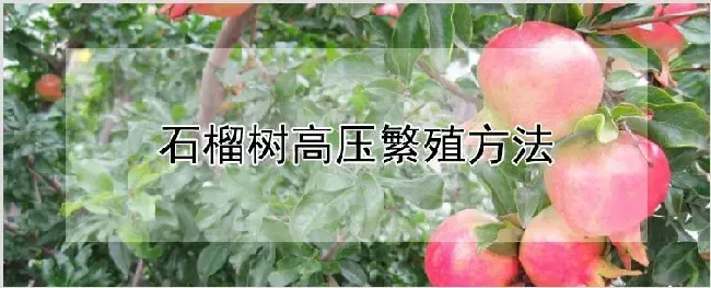 石榴树高压繁殖方法 | 种植资料