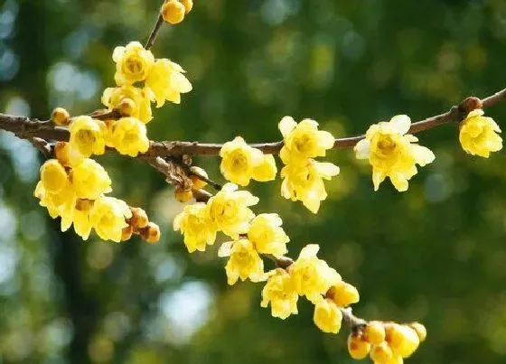 植物百科|腊梅是什么花序类型 属于无限花序