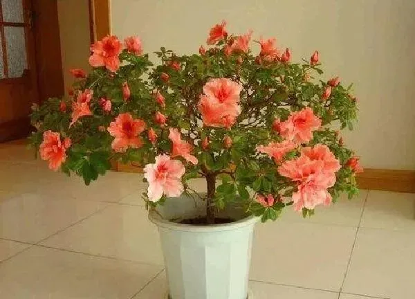 养殖科普|杜鹃花喜阴还是喜阳光的植物
