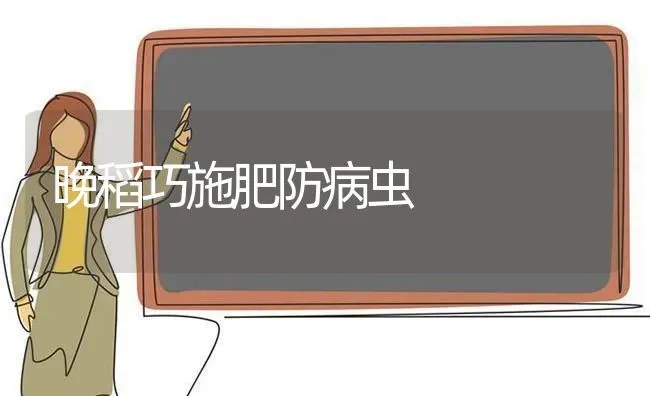 晚稻巧施肥防病虫 | 种植肥料施肥