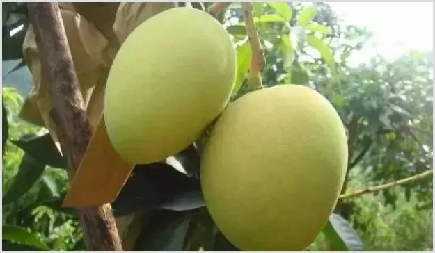 芒果落果的原因及预防措施 | 种植技术