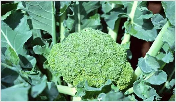 西兰花多久浇一次水 | 耕种资料