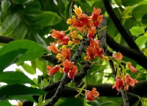 植物百科|栗豆树开花吗 开花什么样子