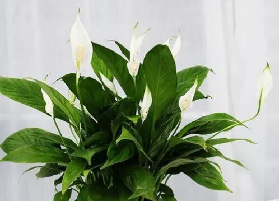 植物排行|室内植物有哪些