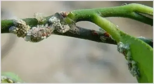 矿物油 99% 乳油使用注意事项 | 植物病害