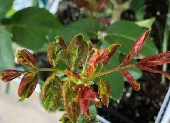 植物病害|月季病毒病症状与防治方法