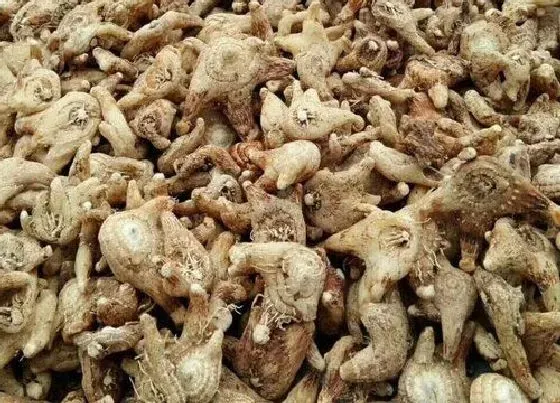 功效常识|小白芨的功效与作用及食用方法