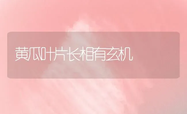 黄瓜叶片长相有玄机 | 蔬菜种植