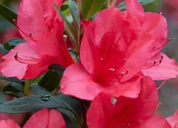 植物浇水|茶叶水适合浇什么花