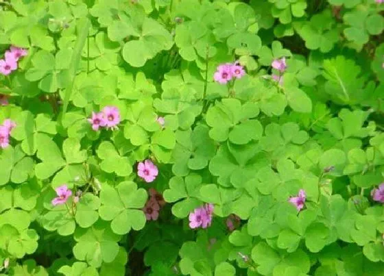 植物百科|苜蓿草和苜蓿菜一样吗 有什么区别