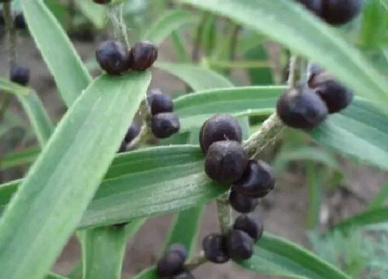 植物百科|百合有种子吗