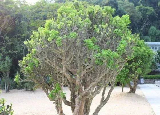 植物百科|仙人树开花吗 开花什么样子