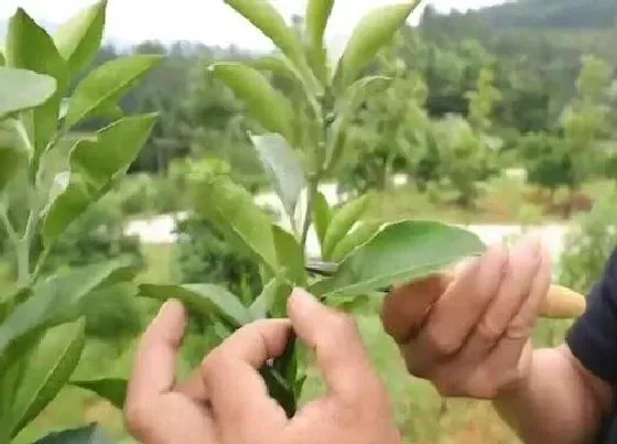 植物修剪|果树怎么剪枝 简单的剪枝方法与步骤