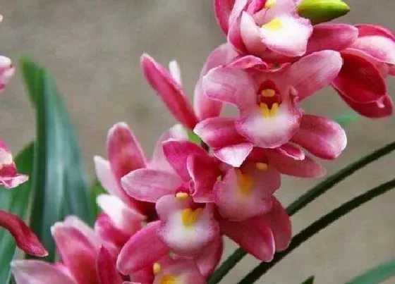 花朵|兰花有几个花瓣 兰花瓣型分类及花瓣是什么样子的