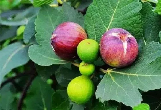 吸甲醛|无花果可以净化空气吗 有吸甲醛的作用吗