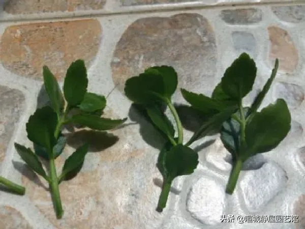 植物浇水|长寿花扦插后需要浇水吗（长寿花刚扦插怎样浇水养护）