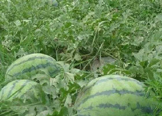 种植管理|什么时候种西瓜的时间是最佳，种植西瓜的季节是几月份）