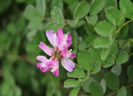 植物百科|草籽花又叫什么名字