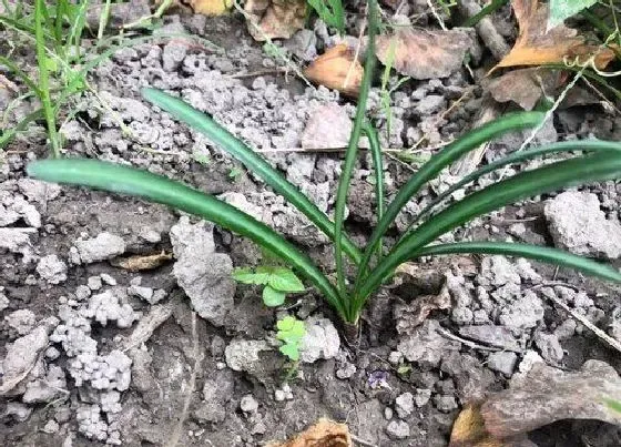 植物百科|和石蒜很像的植物