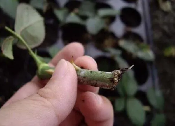 植物生根|山地玫瑰扦插多久生根