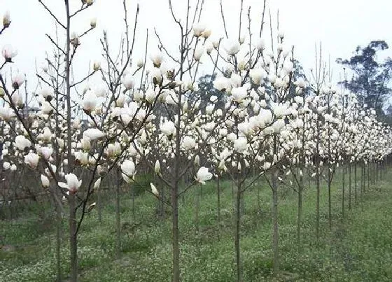 植物种类|玉兰是被子植物吗