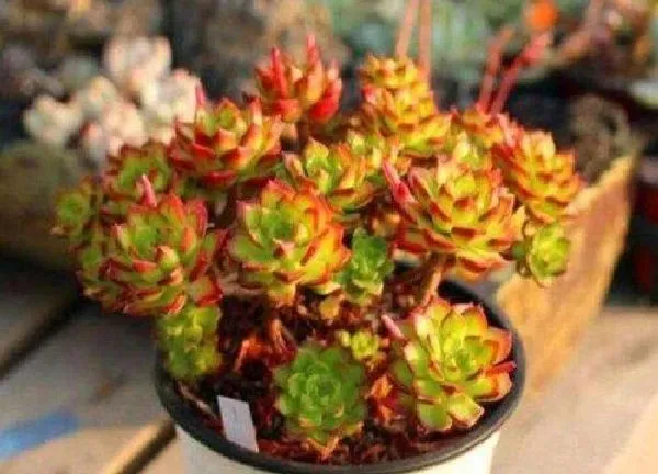 植物扦插|蒂亚可以叶插吗