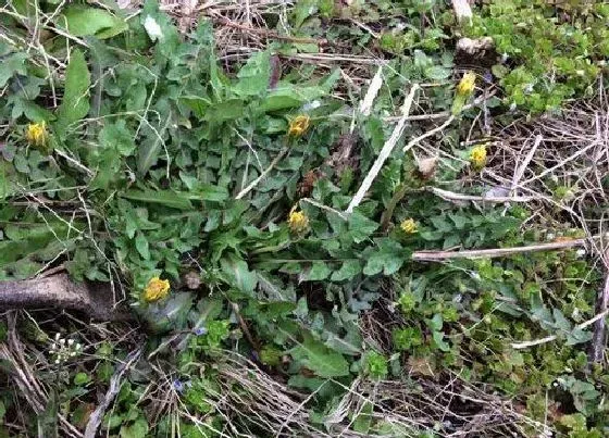 植物百科|婆婆丁生长在什么地方