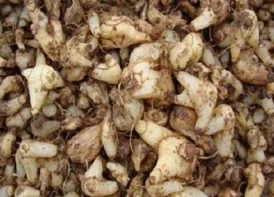 功效常识|小白芨的功效与作用及食用方法