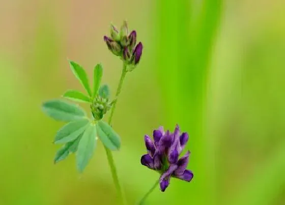 植物播种|紫花苜蓿什么时候播种合适