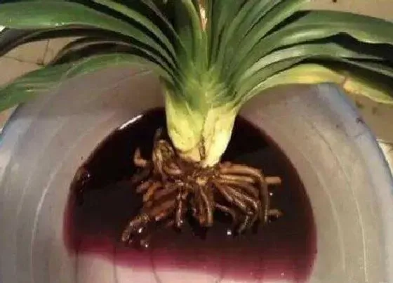 烂根|植物烂根怎么办