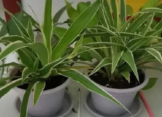 植物排行|吸收甲醛的室内植物有哪些