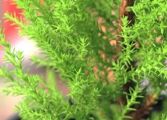 摆放风水|家里养香松风水好吗