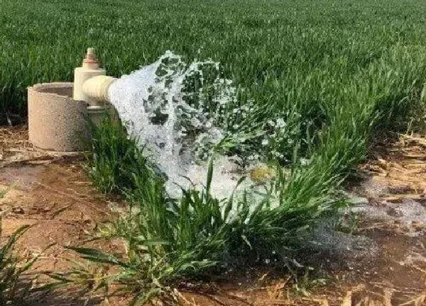 植物浇水|地下水浇花好不好 怎么把地下水变成弱酸性浇花