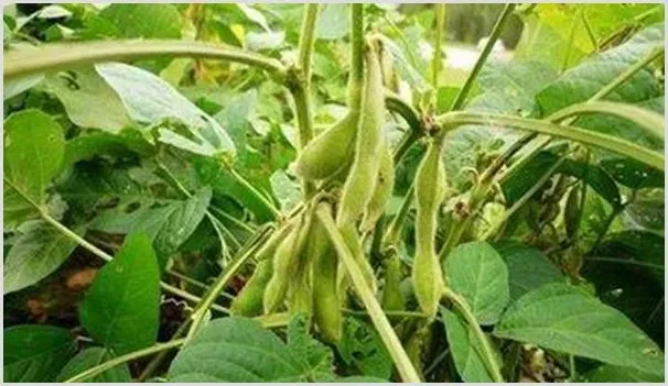 毛豆种植如何提高效益？掌握这四点很关键！ | 自然知识