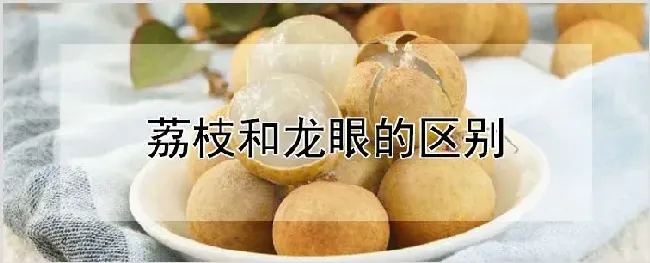 荔枝和龙眼的区别 | 种植技术