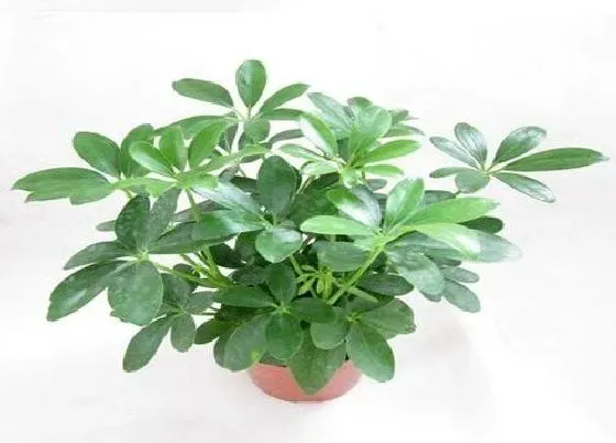 种植土壤|鸭掌木配土方法与种植土壤