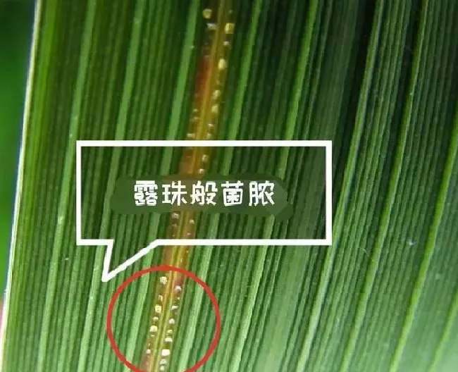 植物病害|水稻细菌性条斑病用什么药治疗（条斑病打什么农药防治）