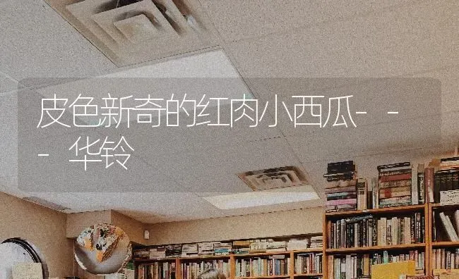 皮色新奇的红肉小西瓜---华铃 | 瓜果种植