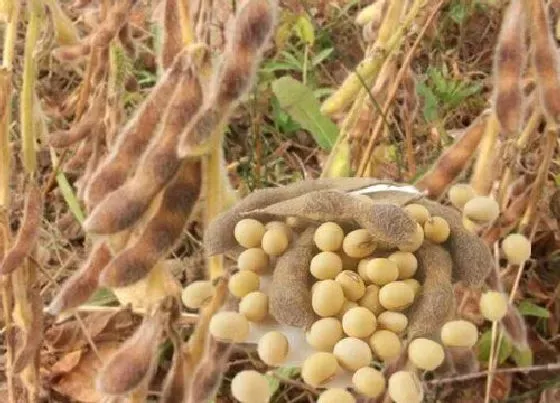 种植方法|大豆种植时间和方法 适合的播种时间