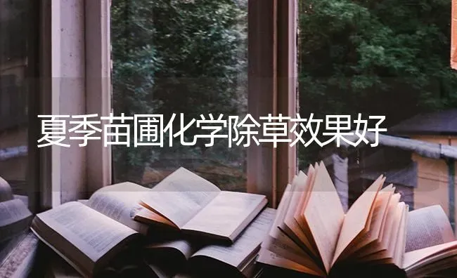 夏季苗圃化学除草效果好 | 瓜果种植