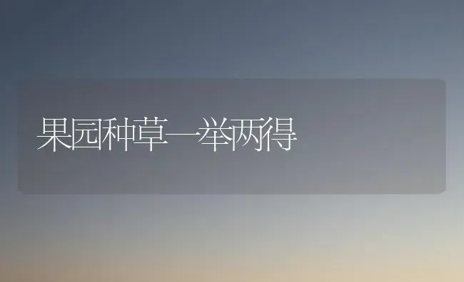 果园种草一举两得 | 瓜果种植