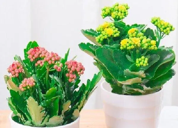 植物浇水|黄豆水可以浇长寿花吗