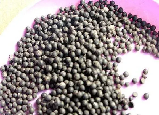 植物百科|云竹有种子吗