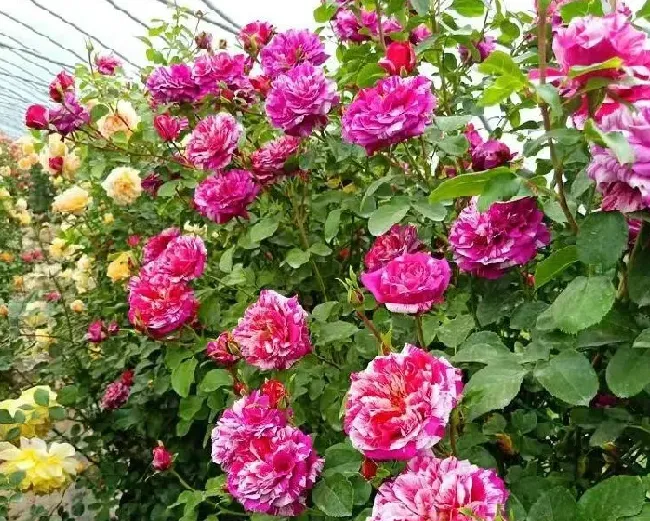植物百科|伊蕾莎斯特月季优缺点介绍（藤本月季耐阴，一年开多次花）