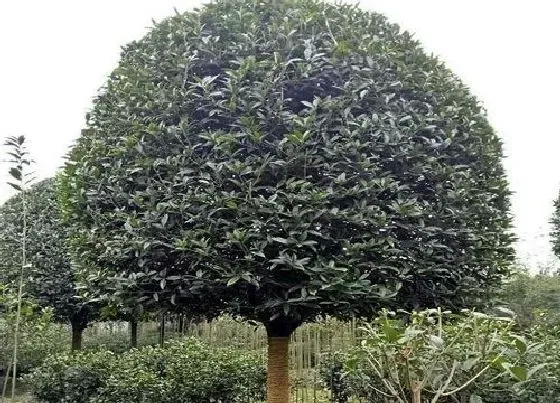 不开花|桂花树为什么不开花 不开花的原因